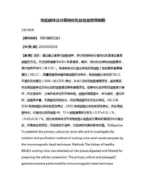 免疫磁珠法分离纯化乳鼠肾血管周细胞