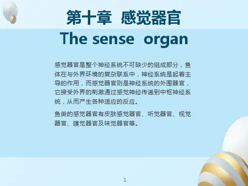 鱼类器官内分泌第十一章