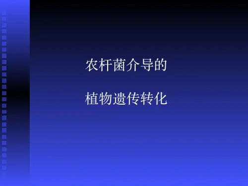 农杆菌介导遗传转化原理