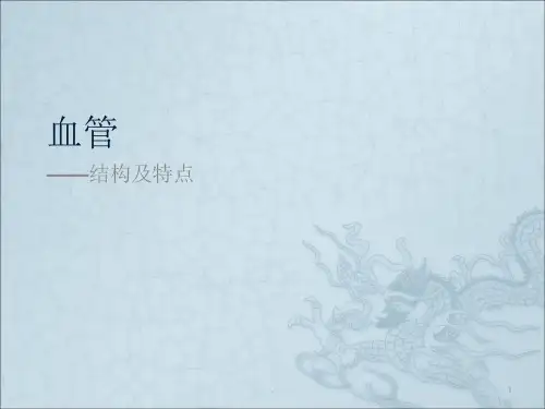 血管结构ppt课件