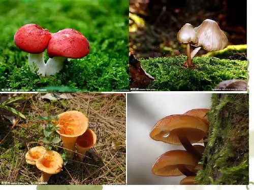 野生菌中毒预防知识 (1)