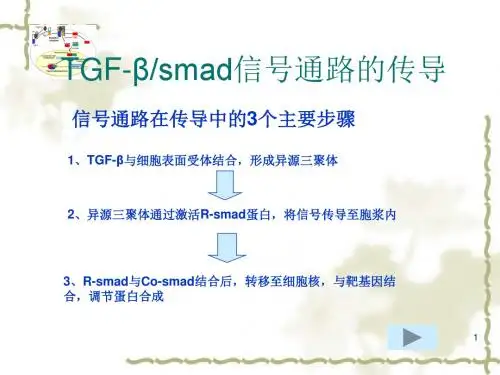 TGF-beta smad信号通路的传导ppt课件