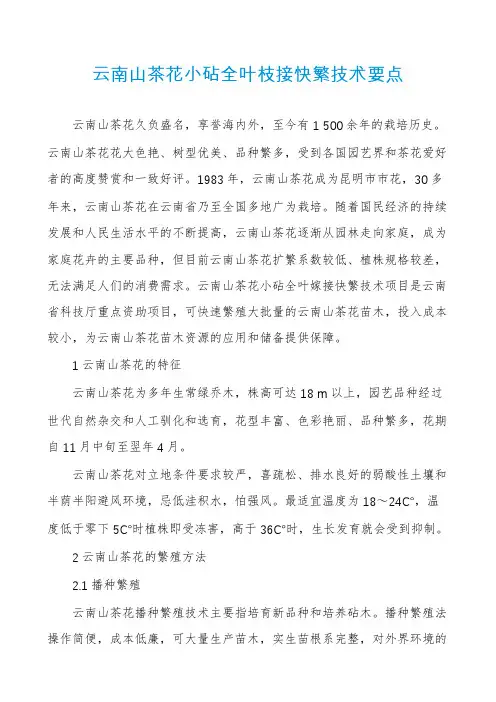 云南山茶花小砧全叶枝接快繁技术要点