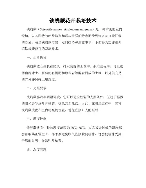 铁线蕨花卉栽培技术