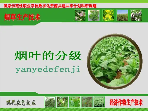 烟叶分级标准