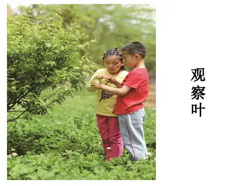 一年级上册科学课件《观察叶》 教科版