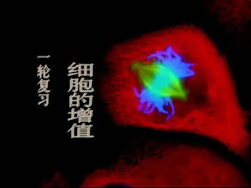 观察动物细胞有丝分裂过程