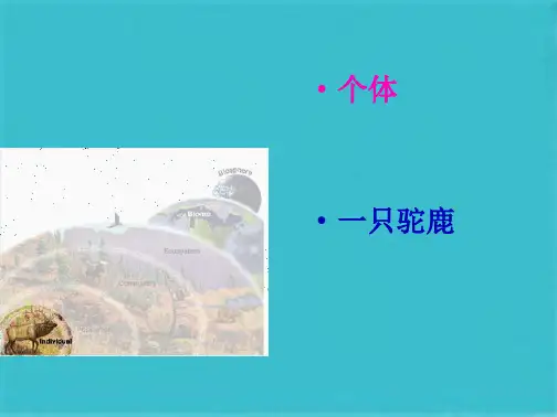 生态系统的结构(共34张PPT)