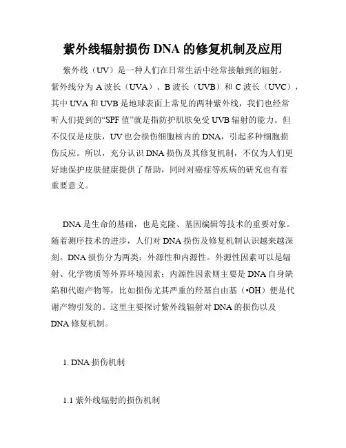 紫外线辐射损伤DNA的修复机制及应用