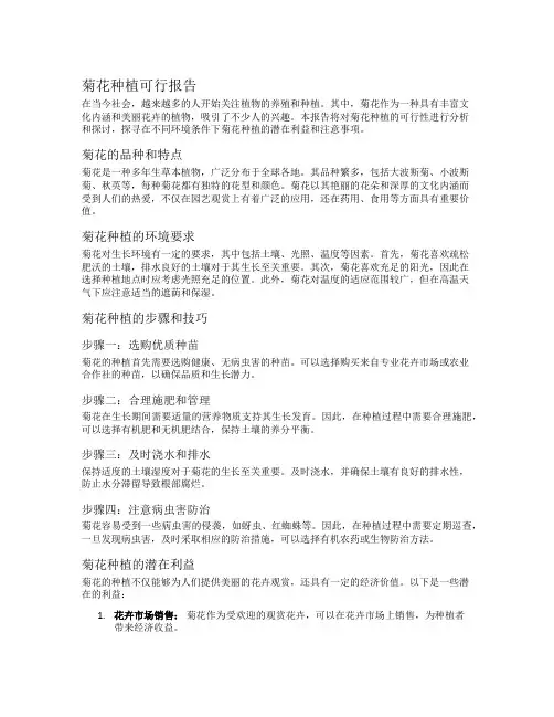 菊花种植可行报告