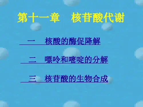 十二 核苷酸的代谢