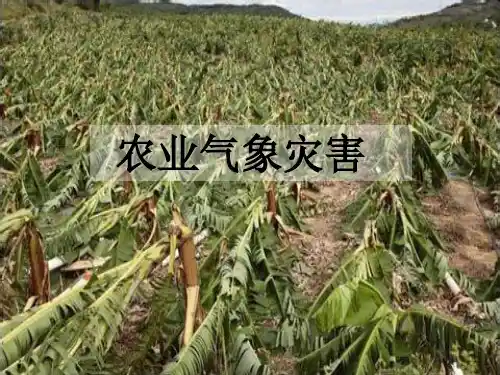 农业气象灾害ppt课件