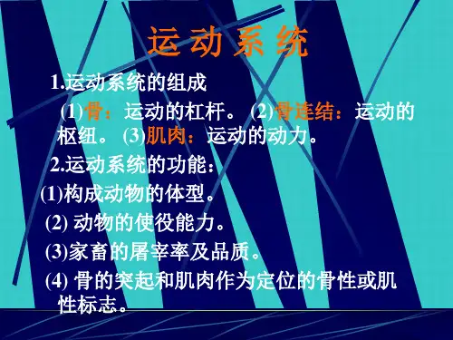解剖学部分运动系统
