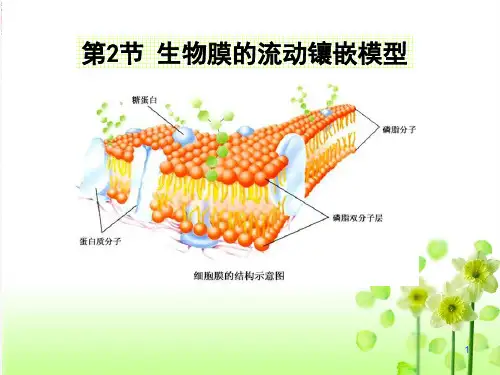 新版人教版高中生物第二节 生物膜流动镶嵌模型 (共28张PPT)学习演示PPT课件