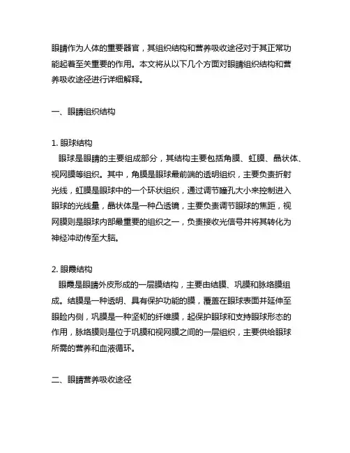 眼睛组织结构与营养吸收途径诠释