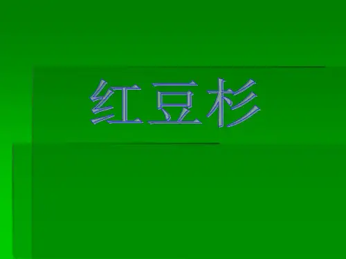 红豆杉   ppt  介绍