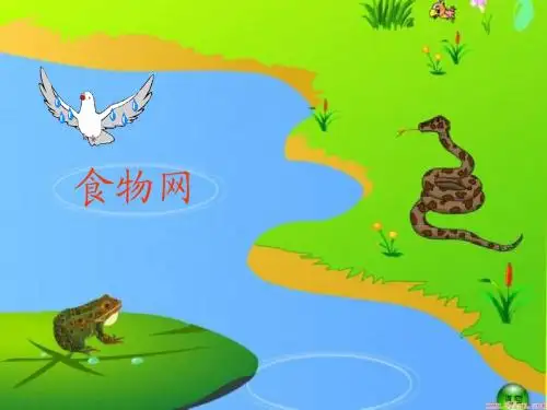 生物：6.1.2《食物链和食物网——食物网》课件(济南版八年级下)