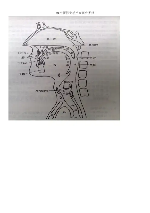48个国际音标发音部位要领