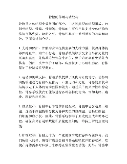 骨根的作用与功效与
