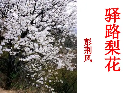 《驿路梨花》完整版