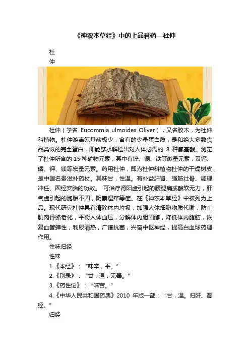 《神农本草经》中的上品君药—杜仲
