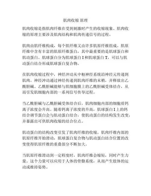 肌肉收缩 原理
