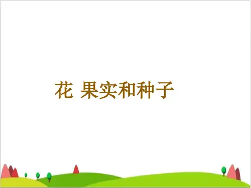 四级下册科学课件 - 花 果实和种子 教科版