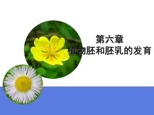 第六章 胚乳课件