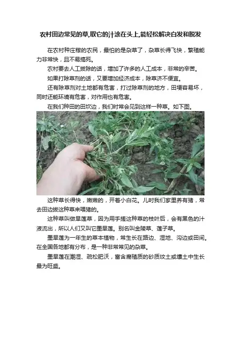 农村田边常见的草,取它的汁涂在头上,能轻松解决白发和脱发
