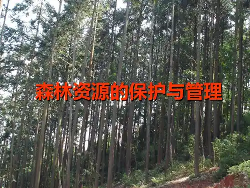 森林资源保护-PPT课件