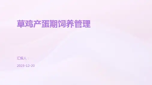 草鸡产蛋期饲养管理