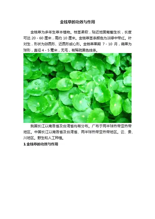 金钱草的功效与作用