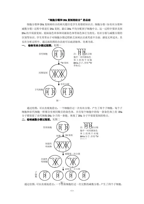 (完整版)“细胞分裂和DNA复制相结合”的总结