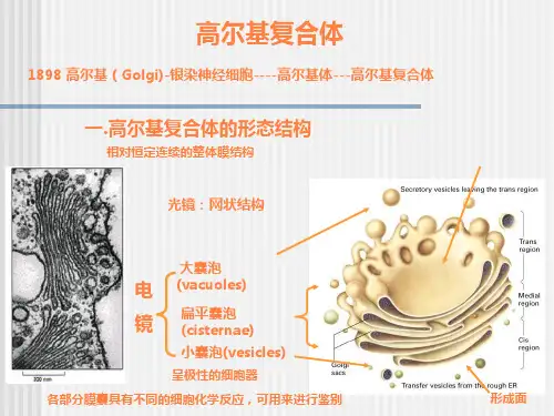 高尔基体溶酶体PPT课件