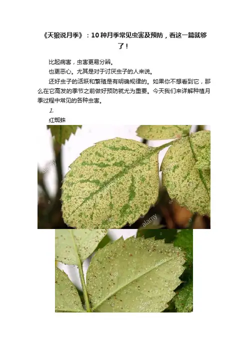 《天狼说月季》：10种月季常见虫害及预防，看这一篇就够了！
