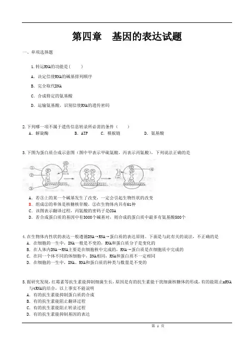 第四章  基因的表达试题