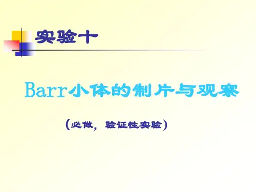 实验十Barr小体的观察