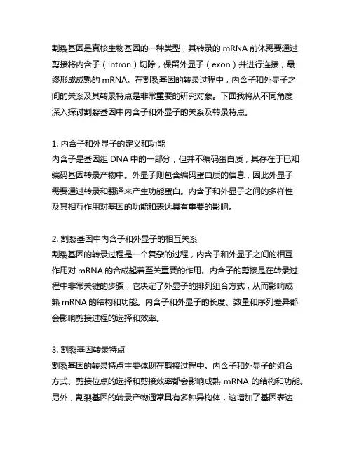 割裂基因中内含子和外显子的关系及转录特点
