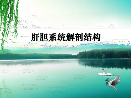肝胆系统解剖PPT课件