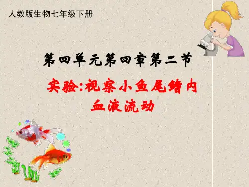 人教版初中生物七年级下册 4.实验五观察小鱼尾鳍内血液的流动课件