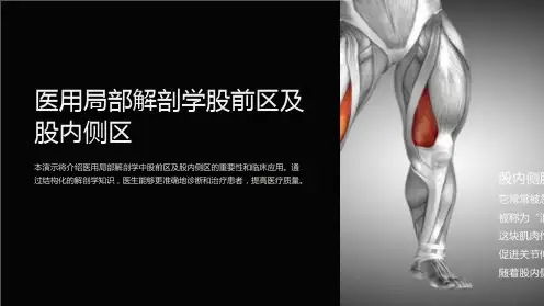 医用局部解剖学股前区及股内侧区