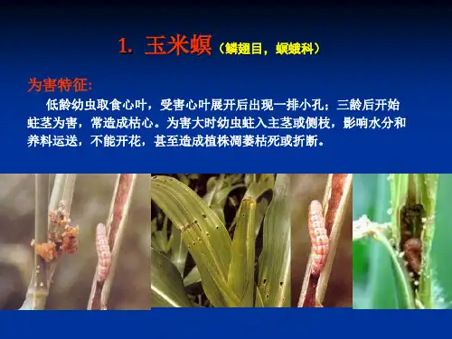 实验四杂粮水稻棉花害虫鉴定.