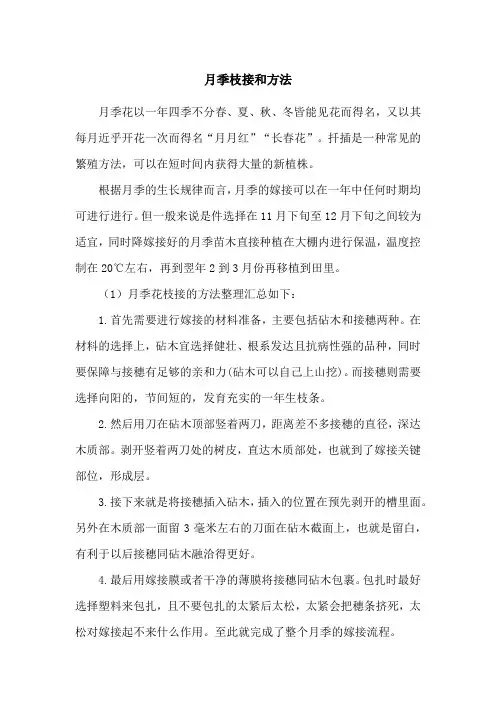 月季枝接和方法