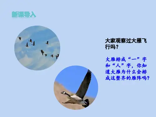 [最新版本]八年级语文部编版[下册]《大雁归来》精品课件(共56张)