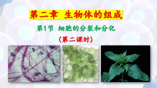 2.1 细胞的分裂和分化(第2课时)七年级生物上册课件(苏教版2024)