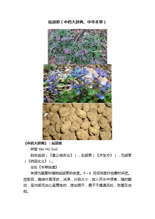 延胡索（中药大辞典、中华本草）