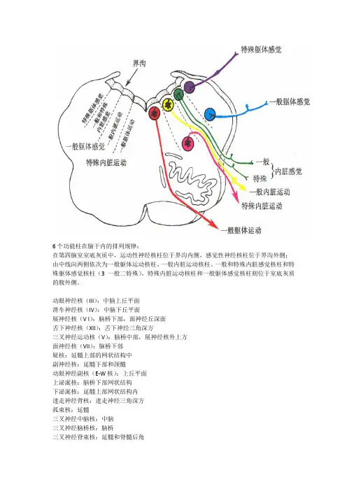 脑干内的功能柱