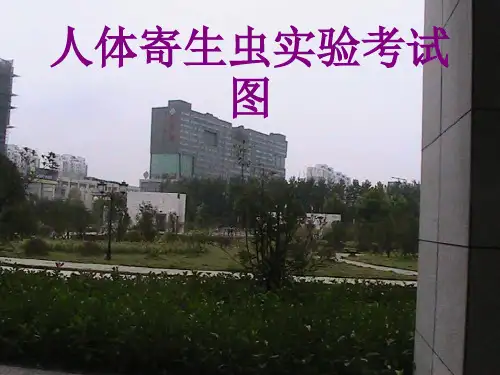 人体寄生虫实验考试图ppt培训课件
