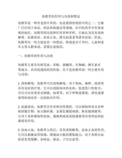 鱼腥草的作用与功效和禁忌