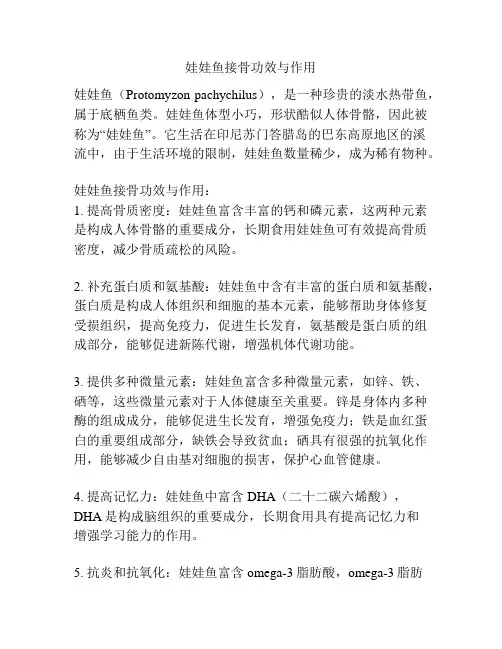娃娃鱼接骨功效与作用